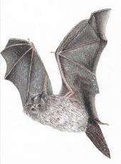 Creating a home for bats at Landguard (image credit: © Soren Bone)