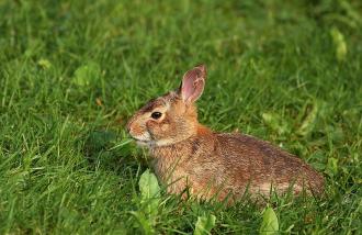 Rabbit, Rabbit, Rabbit!