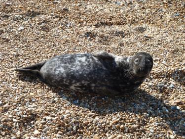 A New Year - seal