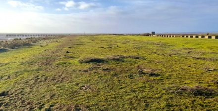 Landguard's Lush Carpets